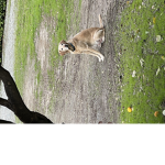 The king of the monkeys
