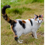 Pebbles The Cat