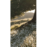 ⋆ ashs angles xo ⋆