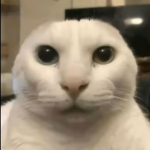 The perfect meme
