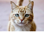Cats Always Cats