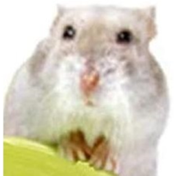 ride cart into hamster obby