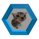 ImagePortal: Silly Cat