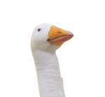 the gooses.