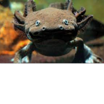 Axolotl-Lake