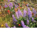 *+wildflowers+*
