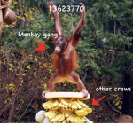 monky gäng