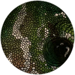 PRISMATIC Salmon Amphiceratops Unlocked! Roblox badge thumbnail