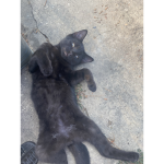 Kitty hero