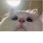 100k Kittens