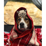 Official dogs and cats club