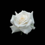 White rose studioss