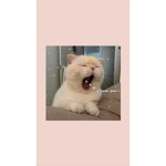 |~+Suki+~|