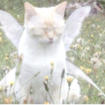 · ୨ serendipity ୧ ·