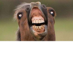 derp derp derp derp