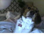 hermione the beagle
