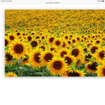 Aimee’s Super Sunflowers