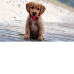 Your doggys favorite
