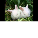 conejitos forever