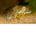 TURTLES ARE AWESOME ;D