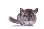 chinchilla are cute