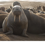 Huddle