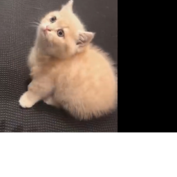 The cat bois fan game :3