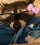 rascal raccoons