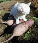 Farming shenanigans