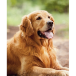 Golden Puppies