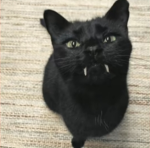 pancakescat