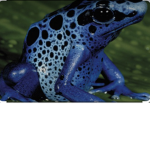 Blueberry colors