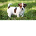 astuto perro