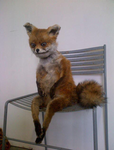 The Fox l o v e r s