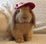 NicheBunny