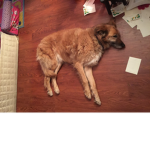 I love my dog R.I.P :(