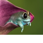 Frogs-Inc