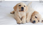 Puppy & dog group!!