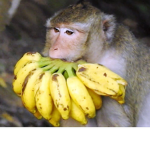 The Monkey Company Incorporated