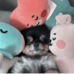 Taehyoung’s doggie group