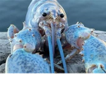 Blue Lobster Community