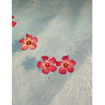 Coconut _Gr0up