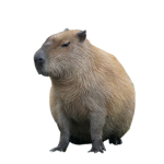 chapybaras