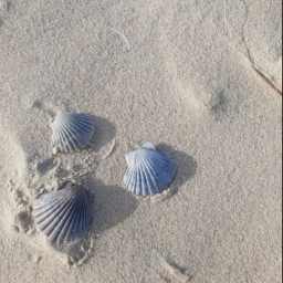 𝜗 ⋆˚🐚˚⋆ 𝜚