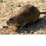 Rattt Cult