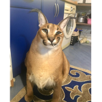 Шлёпанцы