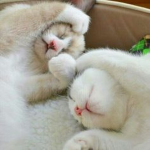 Kitty Kats Klan