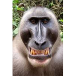 monkey ᅠᅠ ᅠᅠ ᅠᅠ ᅠᅠ ᅠᅠ ᅠᅠ ᅠᅠ ᅠᅠ ᅠᅠ ᅠᅠ ᅠᅠ ᅠᅠ ᅠᅠ ᅠᅠ