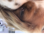 I love Dogs and puppy's