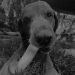 rip suki